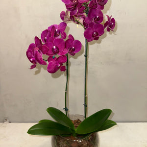 Orquidea