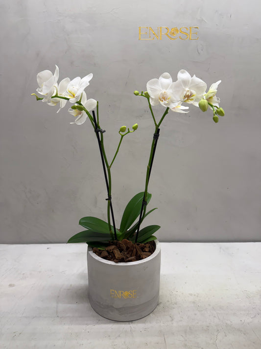 Orquídea Mini Branca com vaso moderno de cimento queimado