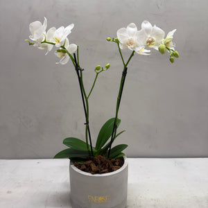 Orquídea Mini Branca com vaso moderno de cimento queimado