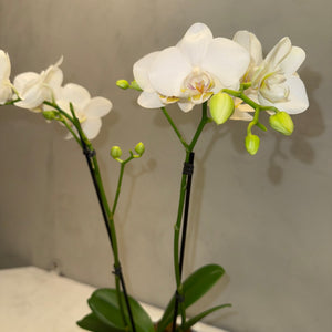 Mini Orquídea Phalaenopsis com vaso