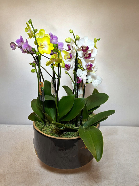 Arranjo Colorido de Mini Orquídeas em Vaso de Cerâmica