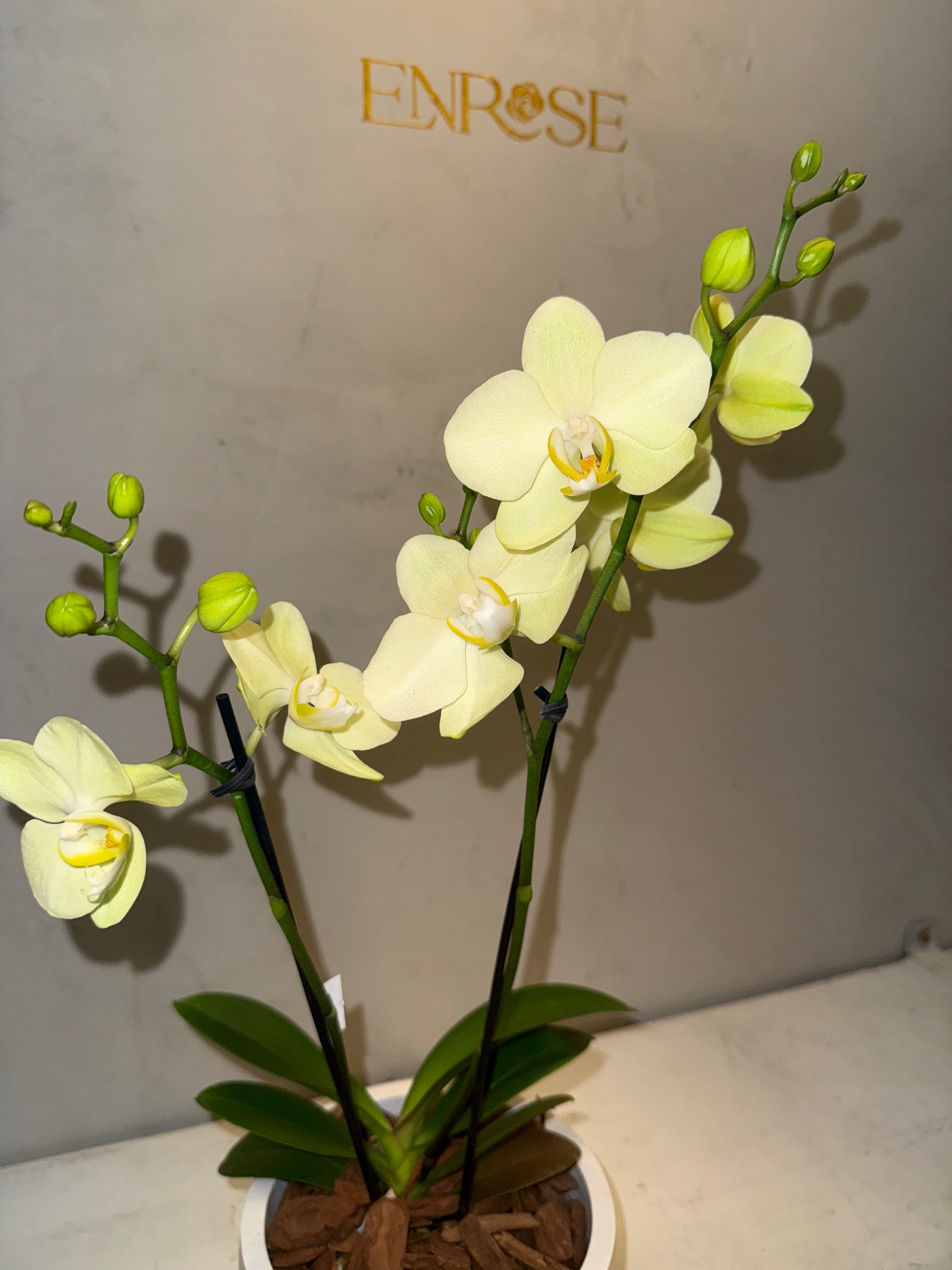 Orquídea Mini Amarela com vaso moderno de cimento queimado