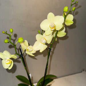 Orquídea Mini Amarela com vaso moderno de cimento queimado