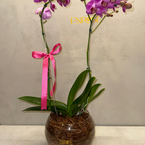 Orquídea Phalaenopsis com duas astes com vaso vidro