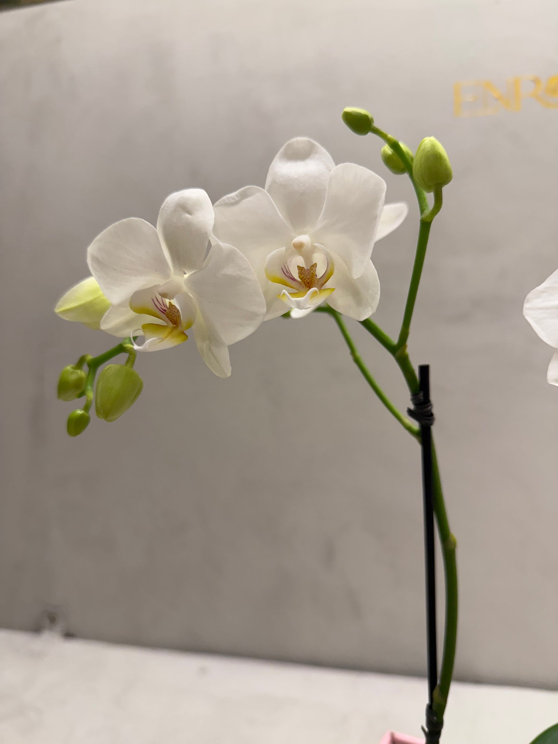 Mini Orquídeas Brancas em Caixa Elegante