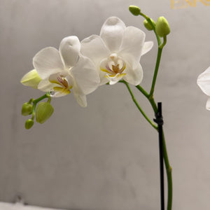 Mini Orquídeas Brancas em Caixa Elegante