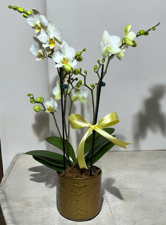Mini Orquídeas Brancas em Vaso de Cobre Distinto