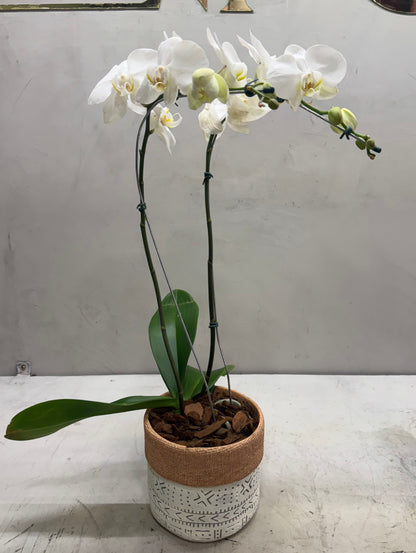 Orquídea Phalaenopsis Branca no Vaso Decorativo