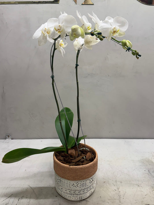 Orquídea Phalaenopsis Branca no Vaso Decorativo