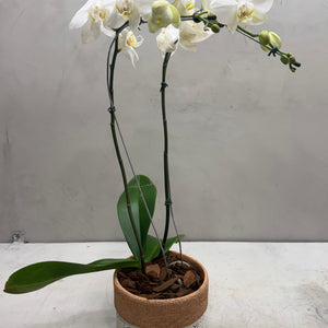 Orquídea Phalaenopsis Branca no Vaso Decorativo