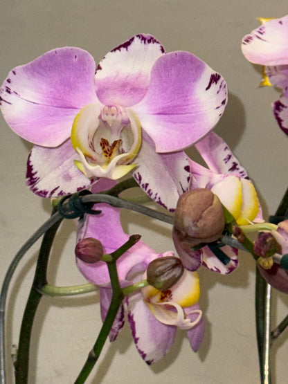 Orquidea com vaso ceramica