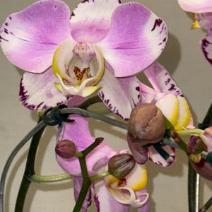 Orquidea com vaso ceramica