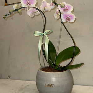 Orquídea Phalaenopsis com vaso cimento