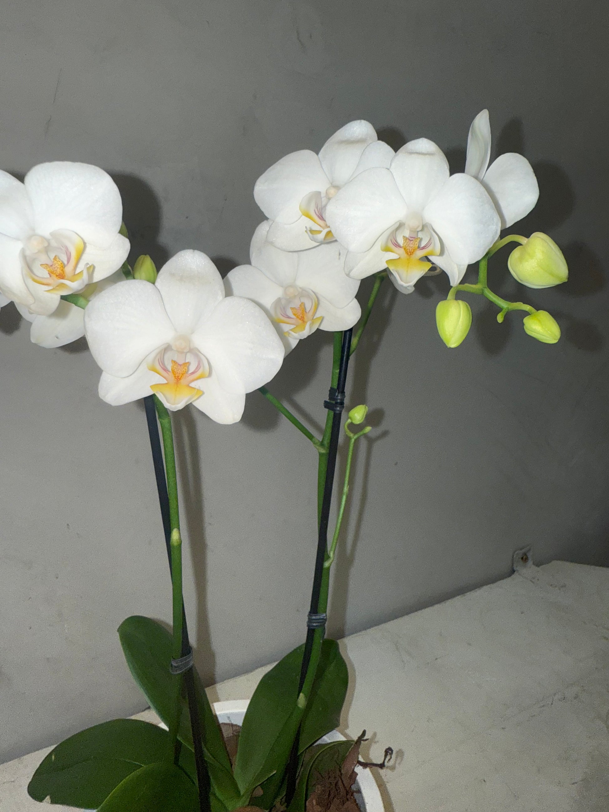 Orquídea Mini Branca com vaso moderno de cimento queimado