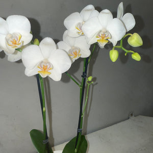 Orquídea Mini Branca com vaso moderno de cimento queimado