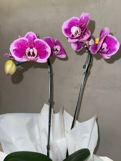 Orquídea Phalaenopsis com duas astes com cachepot de Papelão