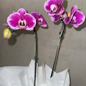 Orquídea Phalaenopsis com duas astes com cachepot de Papelão
