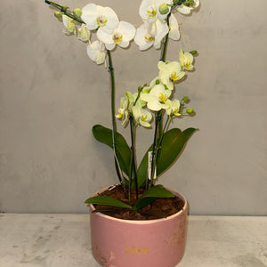 Orquídea Elegante em Vaso de Cerâmica Decorativa