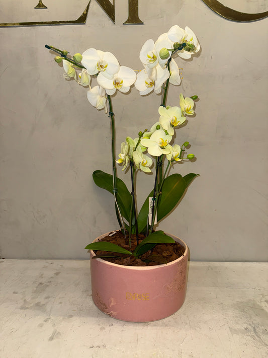 Elegant Orchid in Decorative Ceramic Vase