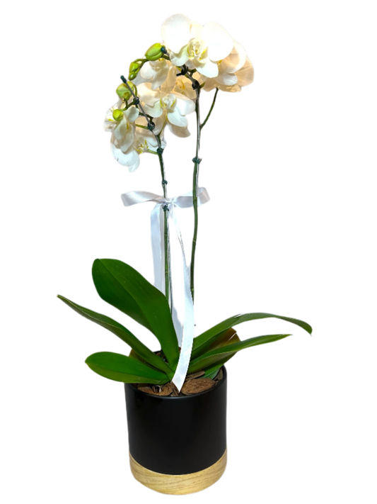 Arranjo Elegante de Orquídea Branca em Vaso de Cerâmica