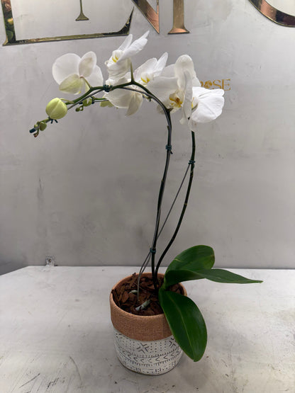 Orquídea Phalaenopsis Branca no Vaso Decorativo