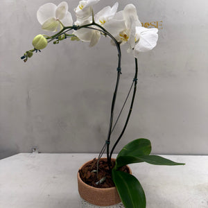 Orquídea Phalaenopsis Branca no Vaso Decorativo