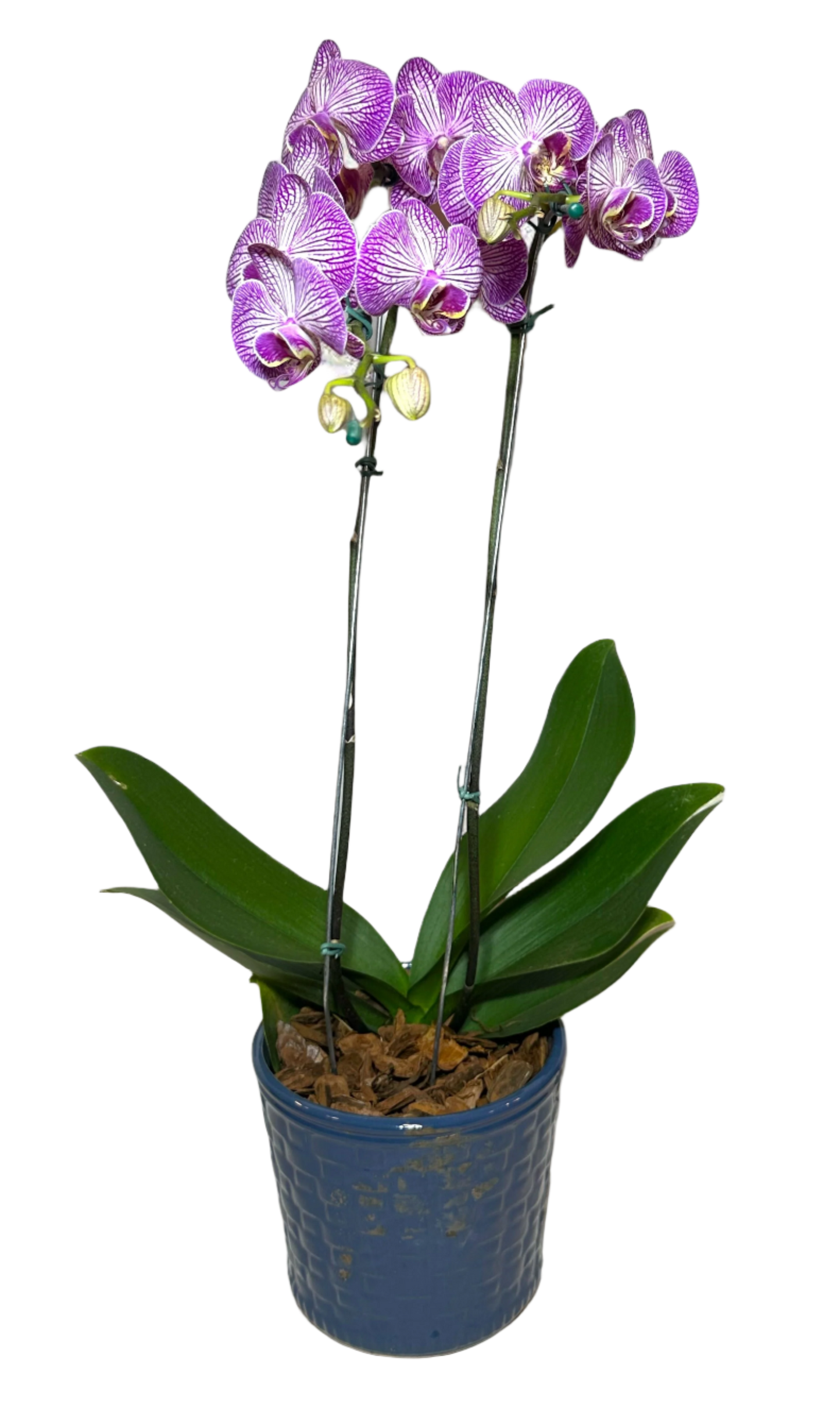 Orquídea Roxa em Vaso Moderno