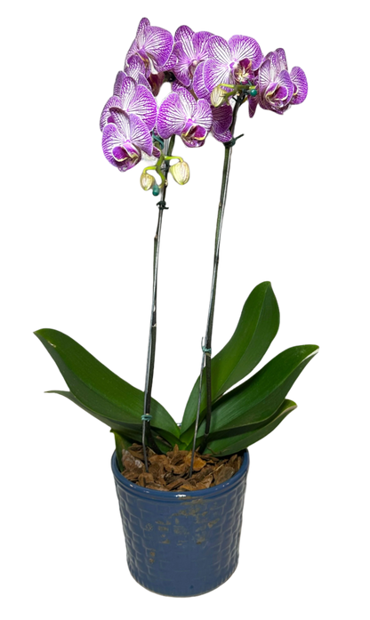 Orquídea Roxa em Vaso Moderno
