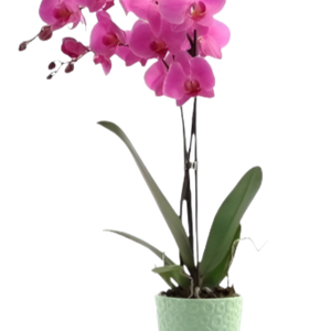 Orquídea Phalaenopsis Rosa com vaso