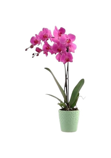 Orquídea Phalaenopsis Rosa com vaso