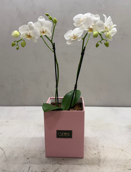 Mini Orquídeas Brancas em Caixa Elegante