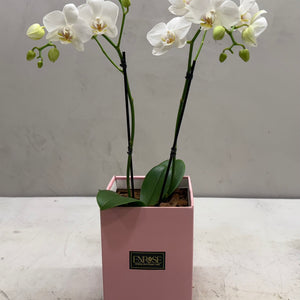 Mini Orquídeas Brancas em Caixa Elegante