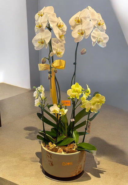 Orquídea Cascata Grande com Duas Mini Orquídeas em Vaso de Cerâmica