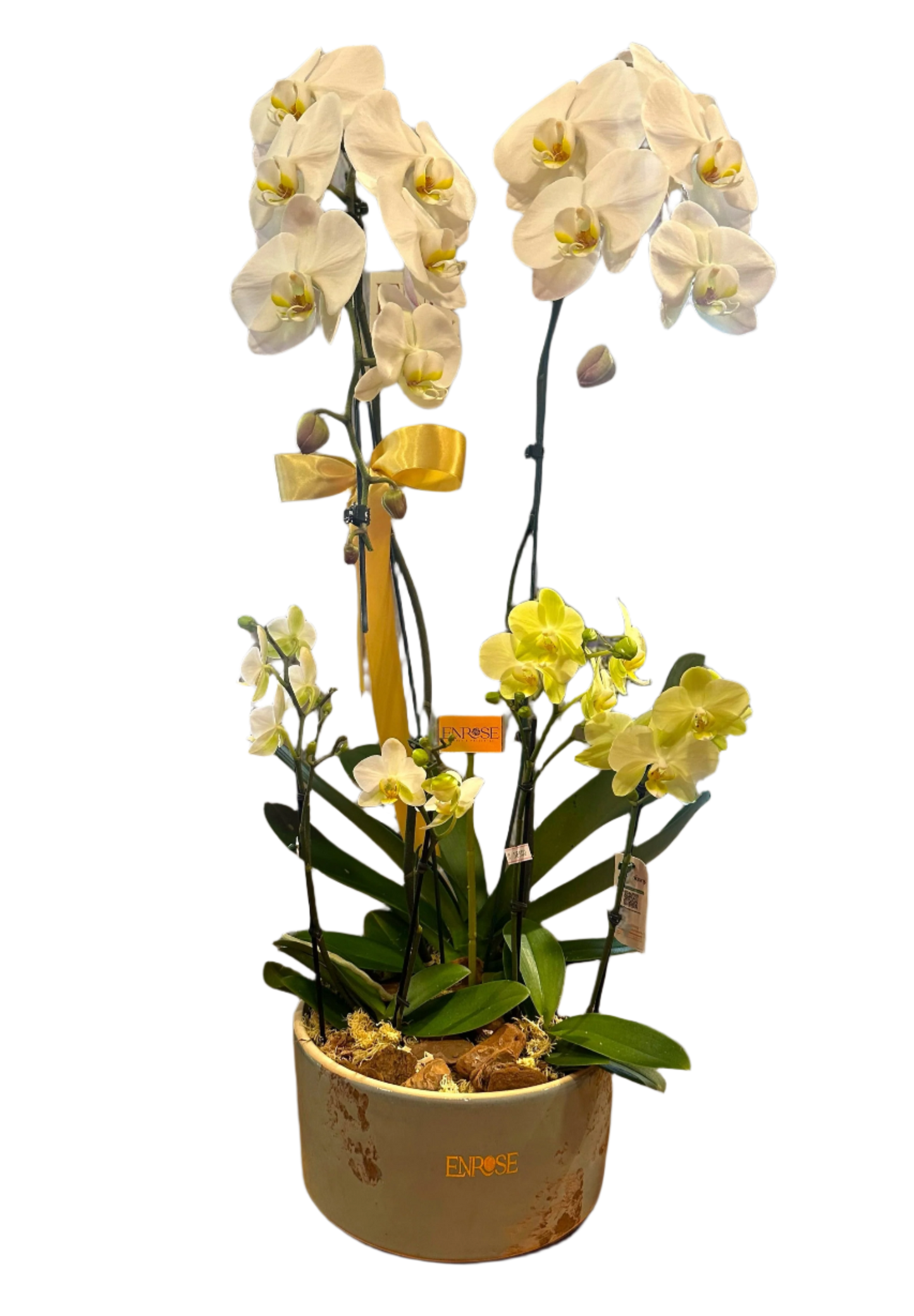 Orquídea Cascata Grande com Duas Mini Orquídeas em Vaso de Cerâmica
