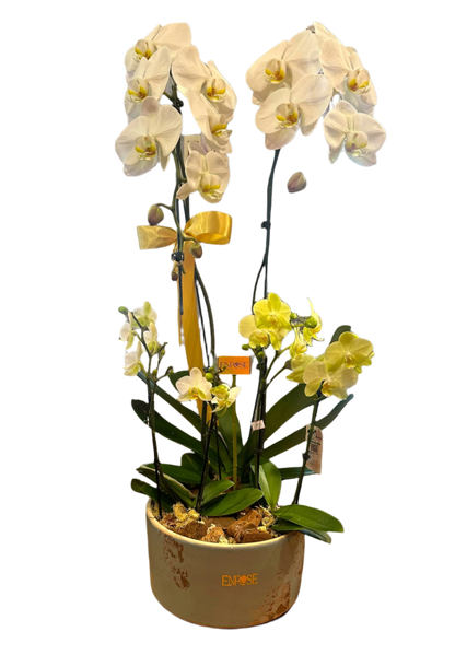 Orquídea Cascata Grande com Duas Mini Orquídeas em Vaso de Cerâmica