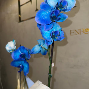 Orquídea Azul com Embalagem Elegante