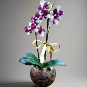 Mini Dalmatian orchid with pot