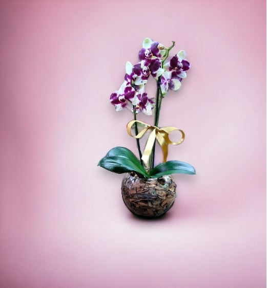 Orquídea Phalaenopsis Dalmata com vaso