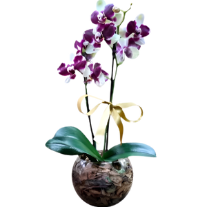 Mini Dalmatian orchid with pot
