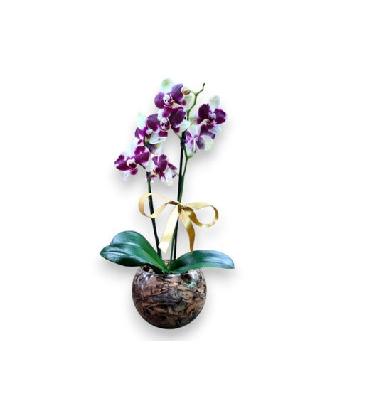 Orquídea Phalaenopsis Dalmata com vaso