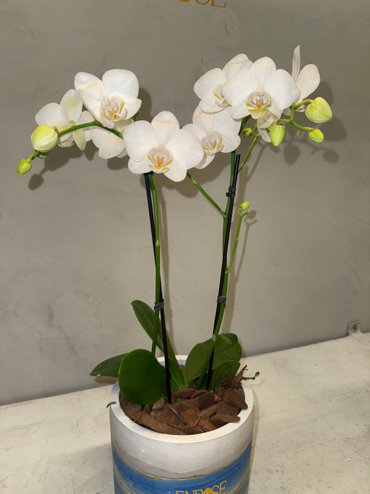 Orquídea Mini Branca com vaso moderno de cimento queimado