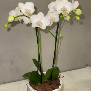 Orquídea Mini Branca com vaso moderno de cimento queimado