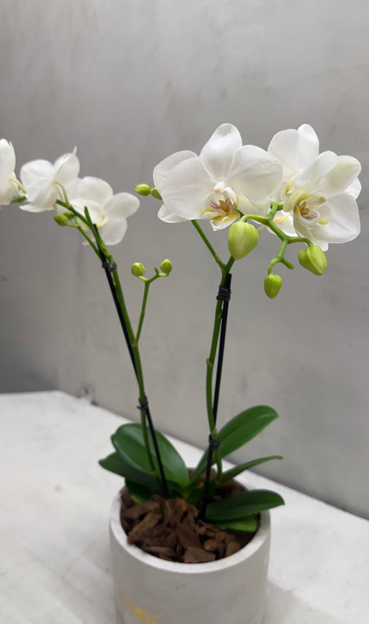 Orquídea Mini Branca com vaso moderno de cimento queimado
