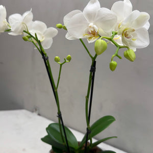 Orquídea Mini Branca com vaso moderno de cimento queimado