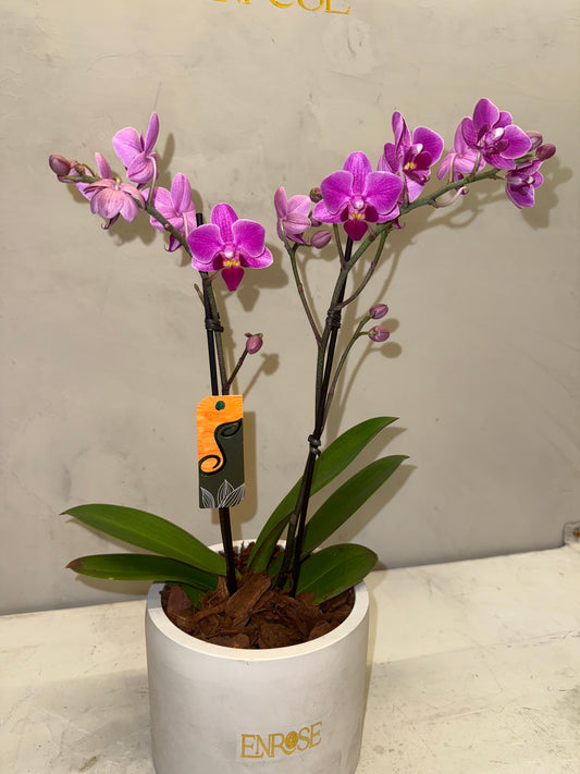 Orquídea Mini Magenta com vaso moderno de cimento queimado