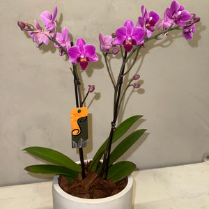 Orquídea Mini Magenta com vaso moderno de cimento queimado