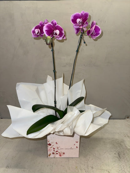 Orquídea Phalaenopsis com duas astes com cachepot de Papelão