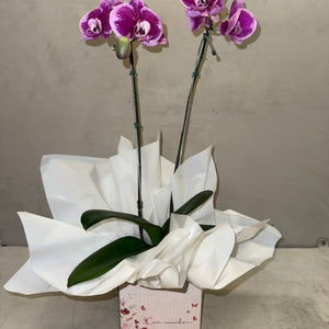 Orquídea Phalaenopsis com duas astes com cachepot de Papelão