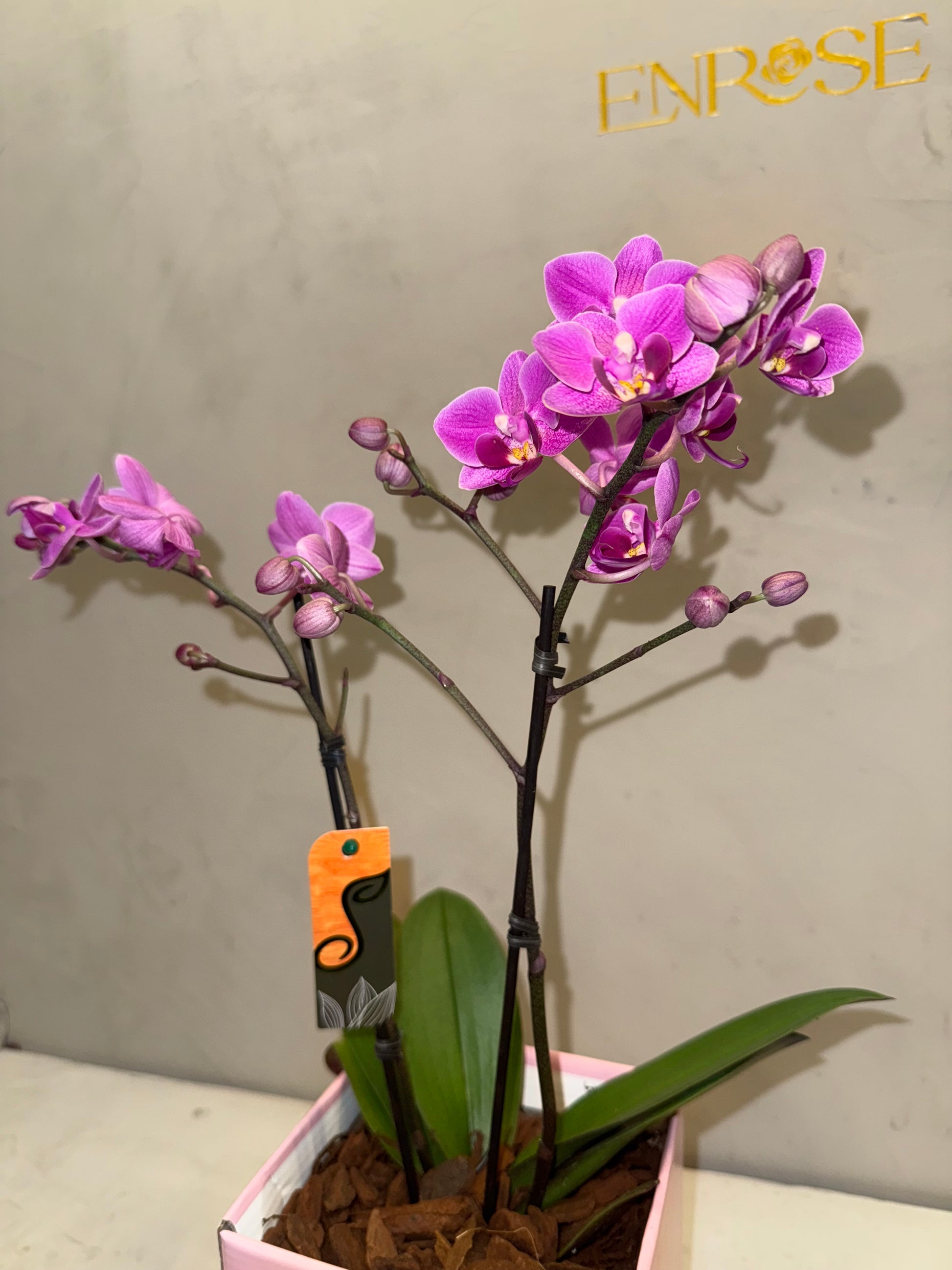 Mini Orquídeas magenta em Caixa