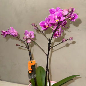 Mini Orquídeas magenta em Caixa